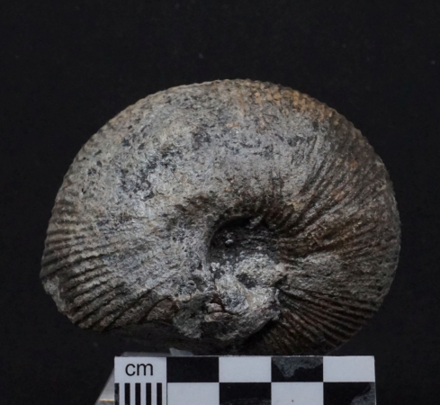 Macrocephalites sp. | Callovium | Porta Westfalica
