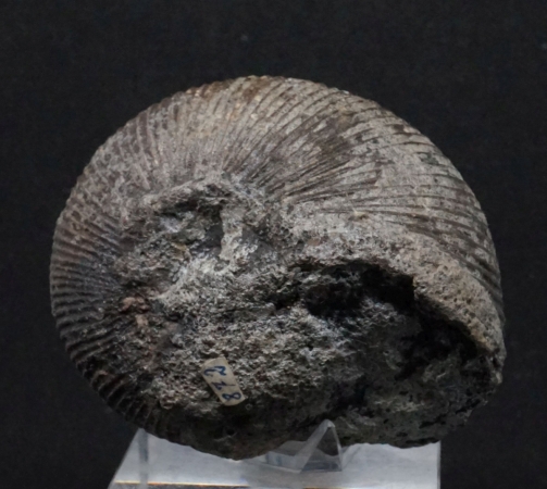 Macrocephalites sp. | Callovium | Porta Westfalica