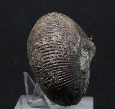 Macrocephalites sp. | Callovium | Porta Westfalica