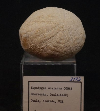 Eupatygus ocalanus - Eozän - Ocala, Florida