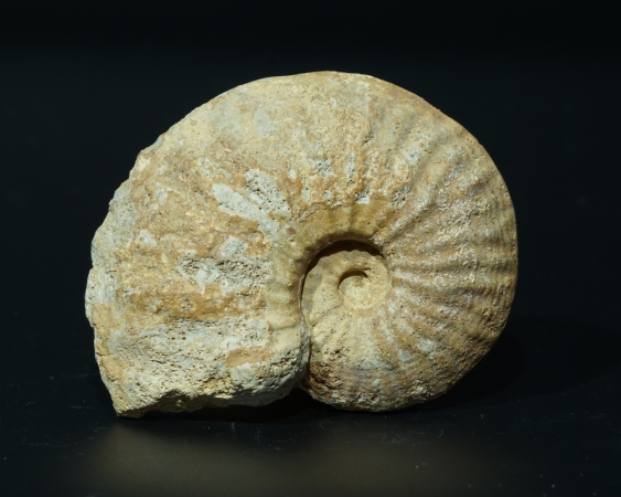 Phlycticeras giganteum | Callovium | Pas-de-Jeu