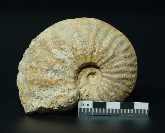 Phlycticeras giganteum | Callovium | Pas-de-Jeu