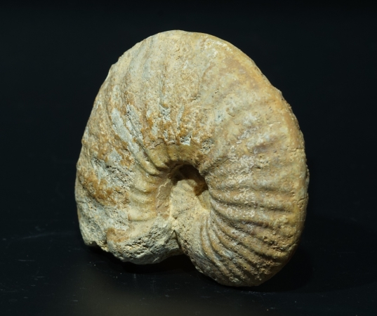 Phlycticeras giganteum | Callovium | Pas-de-Jeu