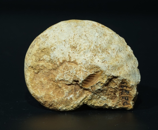 Phlycticeras giganteum | Callovium | Pas-de-Jeu