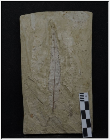 Weiden- und Zimtblatt - Miozän, Burtenbach