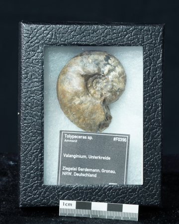 Tolypeceras sp. | Valanginium | Gronau, Ziegelei Gerdemann