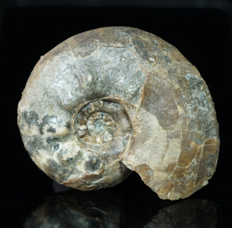 Tolypeceras sp. | Valanginium | Gronau, Ziegelei Gerdemann
