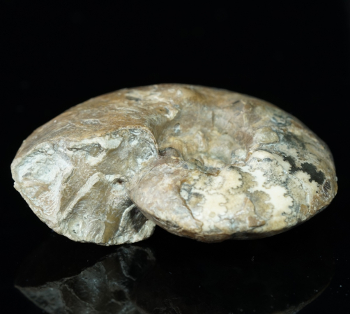 Tolypeceras sp. | Valanginium | Gronau, Ziegelei Gerdemann