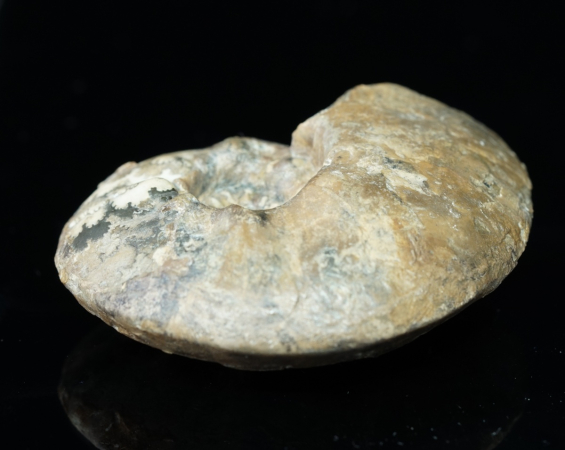 Tolypeceras sp. | Valanginium | Gronau, Ziegelei Gerdemann