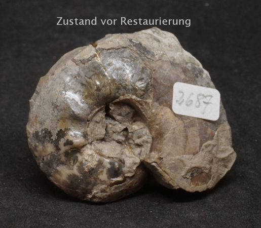 Tolypeceras sp. | Valanginium | Gronau, Ziegelei Gerdemann