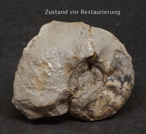 Tolypeceras sp. | Valanginium | Gronau, Ziegelei Gerdemann
