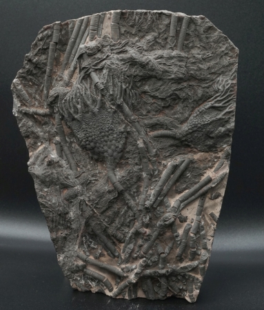 Scyphocrinites elegans | Silur | Marokko