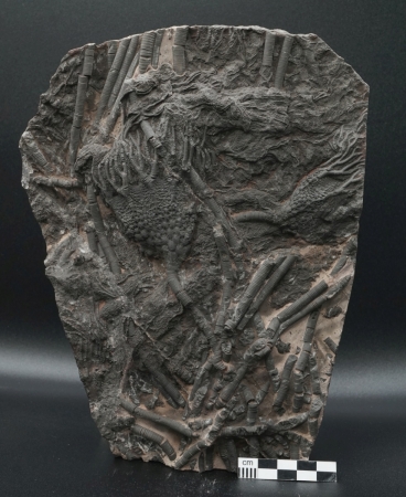 Scyphocrinites elegans | Silur | Marokko