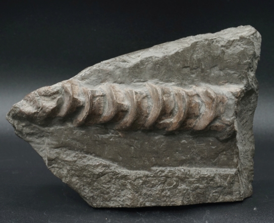 Ichthyosaurier Wirbelsäule - Posidonienschiefer
