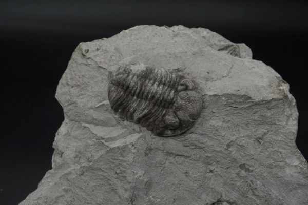 Phacops rana | Mitteldevon | Silica, Ohio
