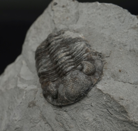 Phacops rana | Mitteldevon | Silica, Ohio