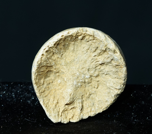 Ursus spelaeus | Pleistozän | Zoolithenhöhle