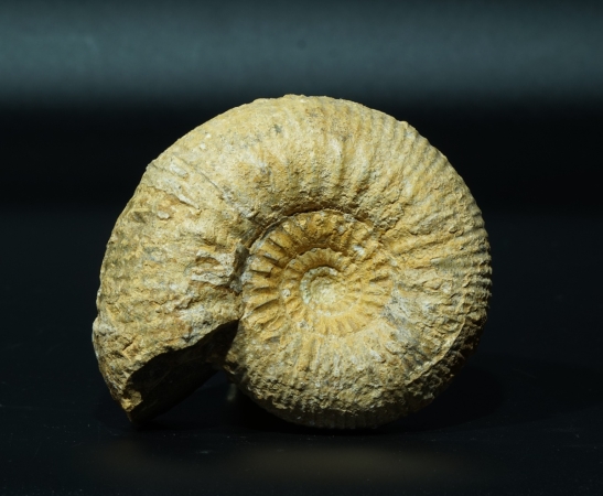 Stephanoceras sp. | Bajocium | Evrecy