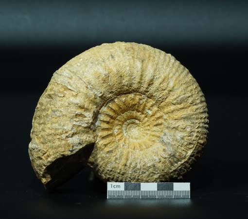 Stephanoceras sp. | Bajocium | Evrecy