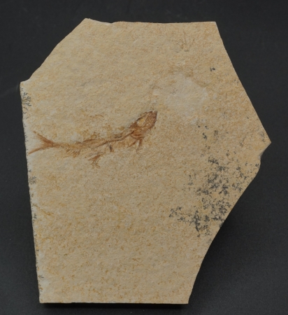 Leptolepides sprattiformis | Oberer Jura | Solnhofen