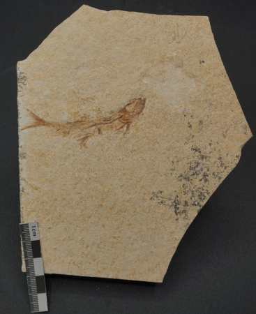 Leptolepides sprattiformis | Oberer Jura | Solnhofen