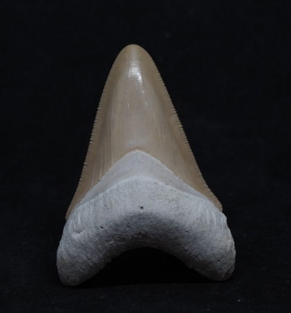 Otodus megalodon | Miozän | Florida