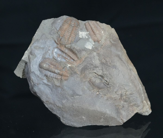 Ellipsocephalus hoffi | Kambrium | Jince