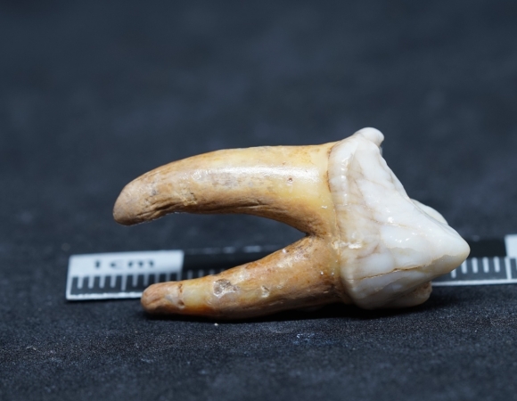 Ursus spelaeus, Zahn | Pleistozän | Zoolithenhöhle