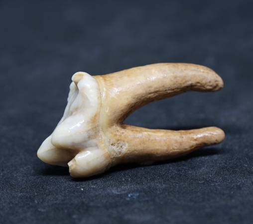 Ursus spelaeus, Zahn | Pleistozän | Zoolithenhöhle
