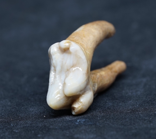 Ursus spelaeus, Zahn | Pleistozän | Zoolithenhöhle