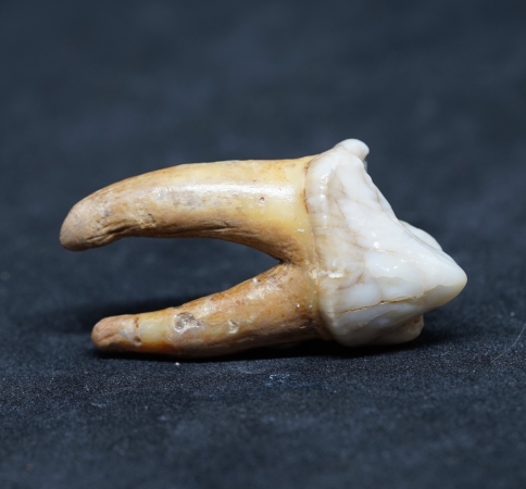 Ursus spelaeus, Zahn | Pleistozän | Zoolithenhöhle