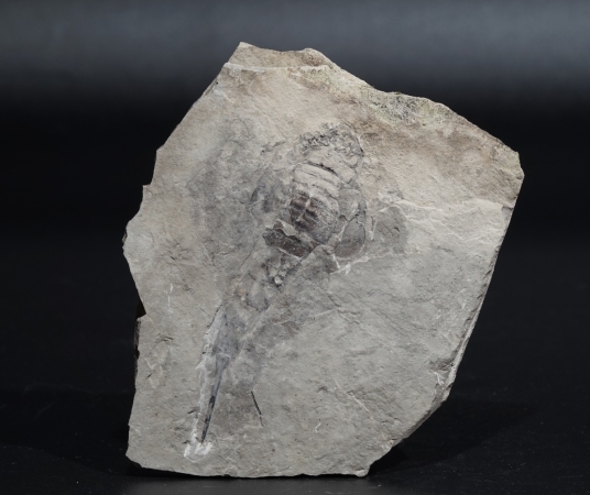Eurypterus tetragonophthalmus | Silur | Ukraine