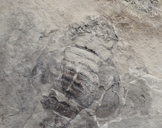 Eurypterus tetragonophthalmus | Silur | Ukraine