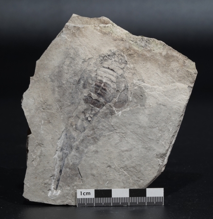 Eurypterus tetragonophthalmus | Silur | Ukraine