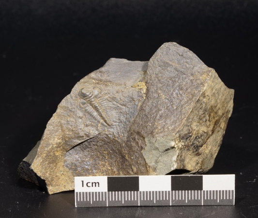 Paradoxides gracilis | Kambrium | Jince, Tschechien