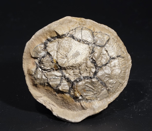 Mecochirus ornatus | Valanginium | Heisterholz