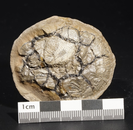 Mecochirus ornatus | Valanginium | Heisterholz