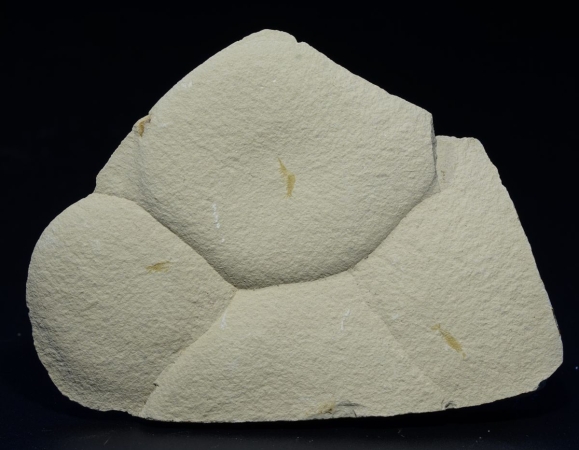 Uronectes fimbriatus | Rotliegend | Pfeffelbach