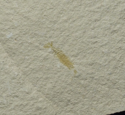 Uronectes fimbriatus | Rotliegend | Pfeffelbach
