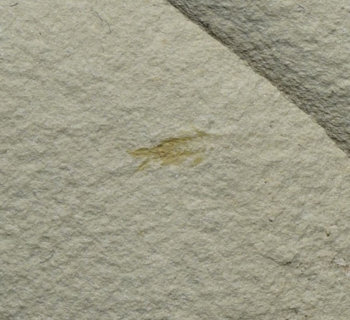 Uronectes fimbriatus | Rotliegend | Pfeffelbach
