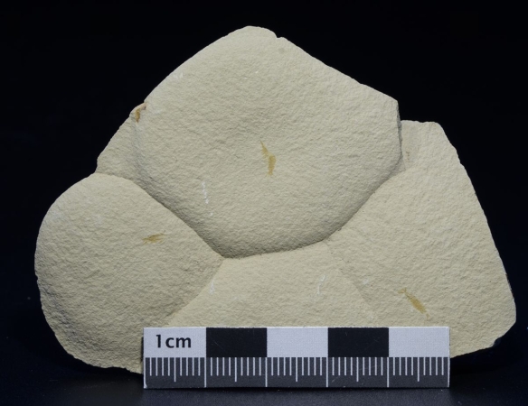Uronectes fimbriatus | Rotliegend | Pfeffelbach