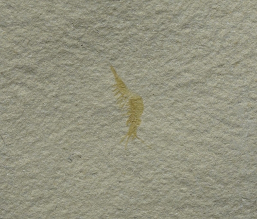 Uronectes fimbriatus | Rotliegend | Pfeffelbach