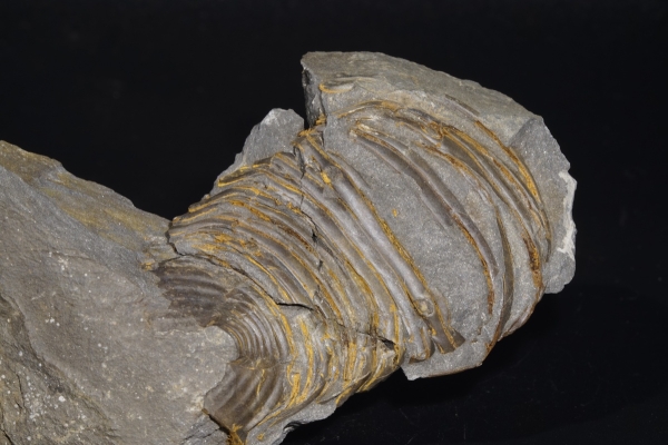 Burmeisterella vixarmata | Unterdevon | Dasburg