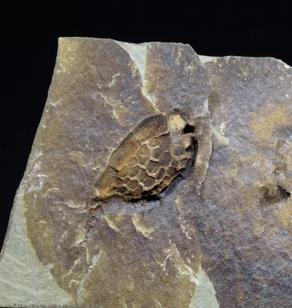 Elliptocinctus barrandei | Mittleres Kambrium | Coulouma