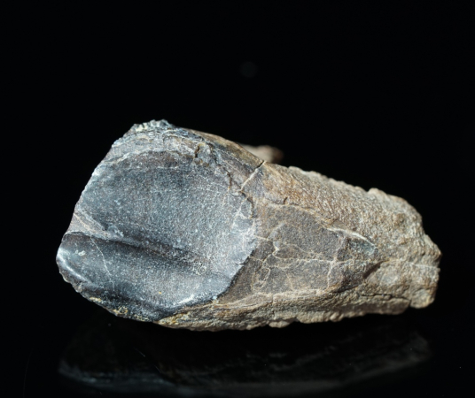 Triceratops horridus | Lance Formation | Wyoming