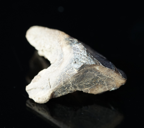 Triceratops horridus | Lance Formation | Wyoming