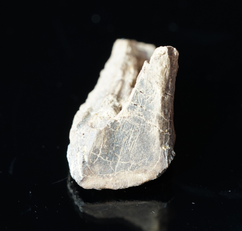 Triceratops horridus | Lance Formation | Wyoming