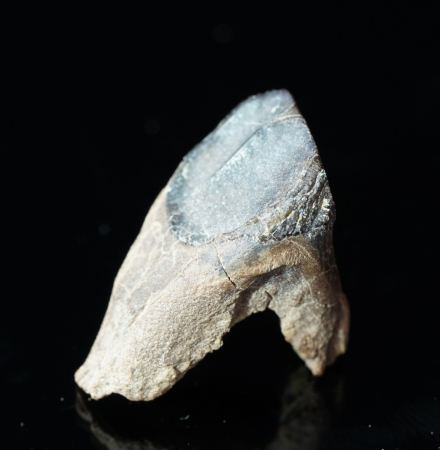 Triceratops horridus | Lance Formation | Wyoming