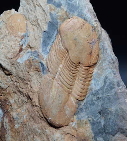 Ectilaenus giganteus | Ordovizium | Valongo