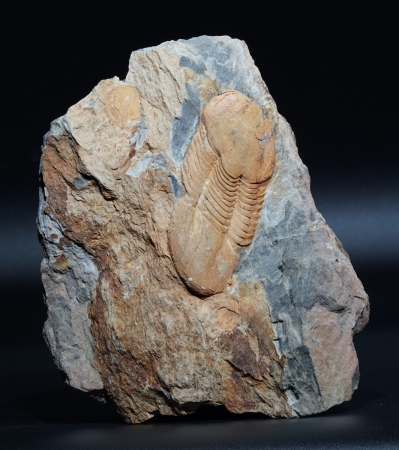 Ectilaenus giganteus | Ordovizium | Valongo